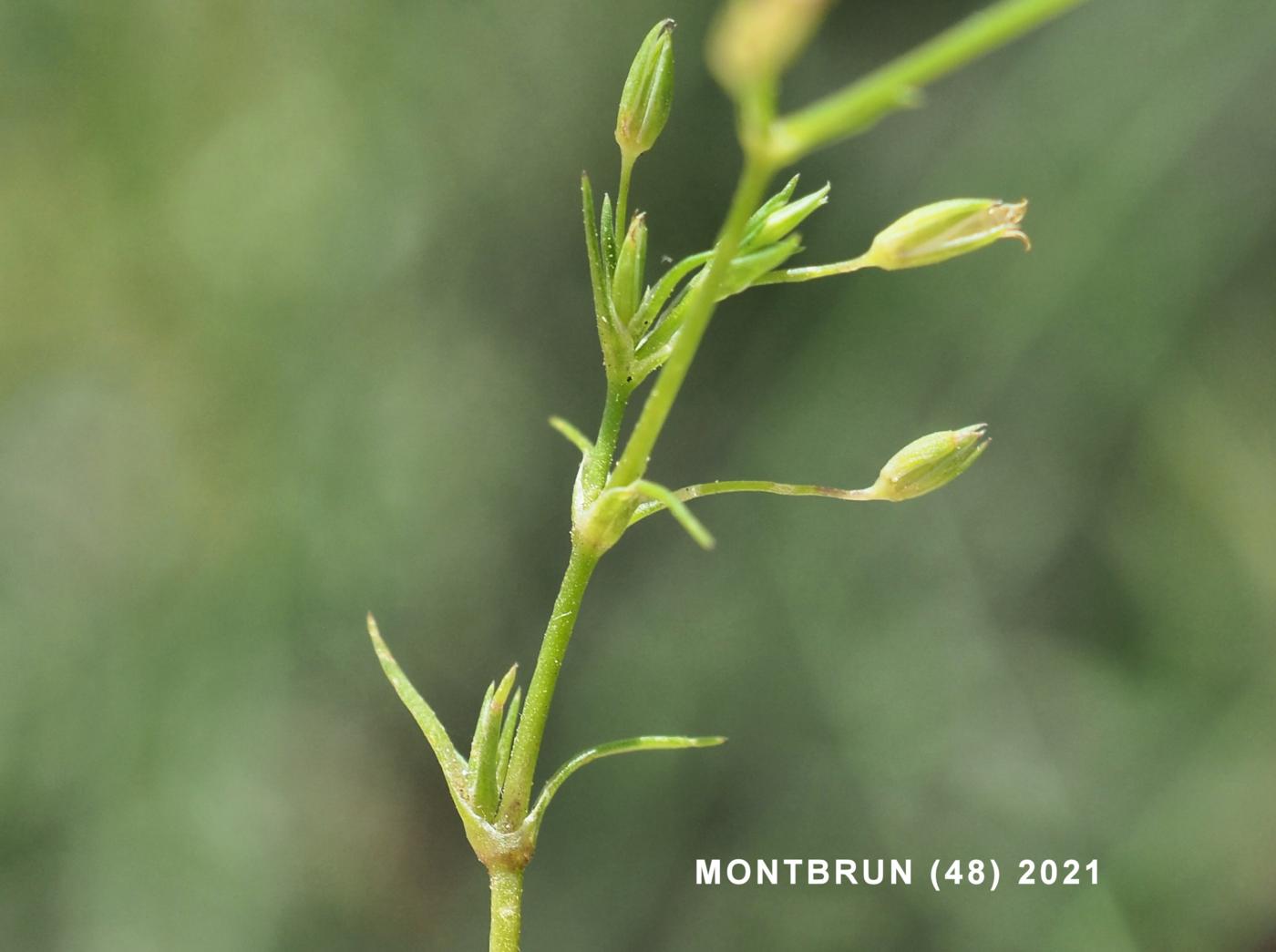 Sandwort, Fine-leaved leaf